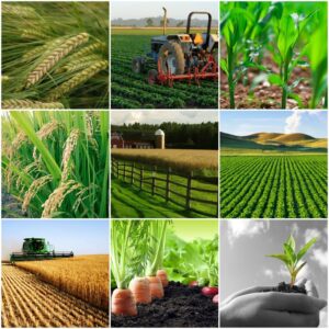 उप संचालक कृषि ने पराली प्रबंधन के प्रचार-प्रसार एवं निगरानी के संबंध में दिए निर्देश